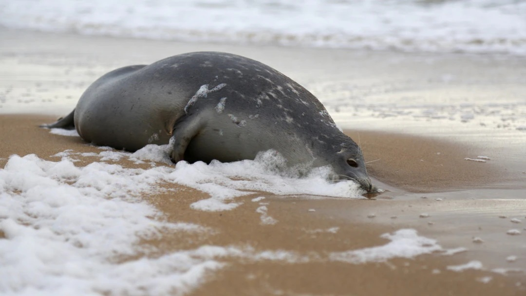 На берегу Каспия вновь нашли погибших тюленей