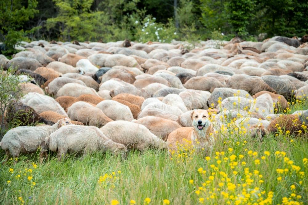 На пастбища Кельбаджара переносятся овцеводческие и пчеловодческие хозяйства - ФОТО