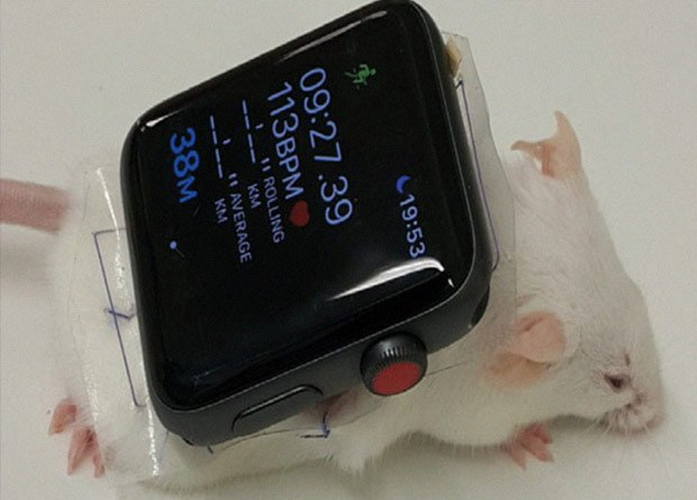 Ученые избавили мышей от диабета с помощью умных часов