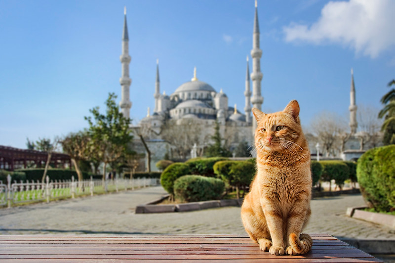 Из Турции депортируют японца, поедавшего кошек в Стамбуле