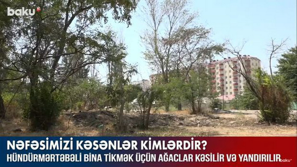 В Баку вырубают и сжигают деревья для строительства многоэтажного здания - ВИДЕО