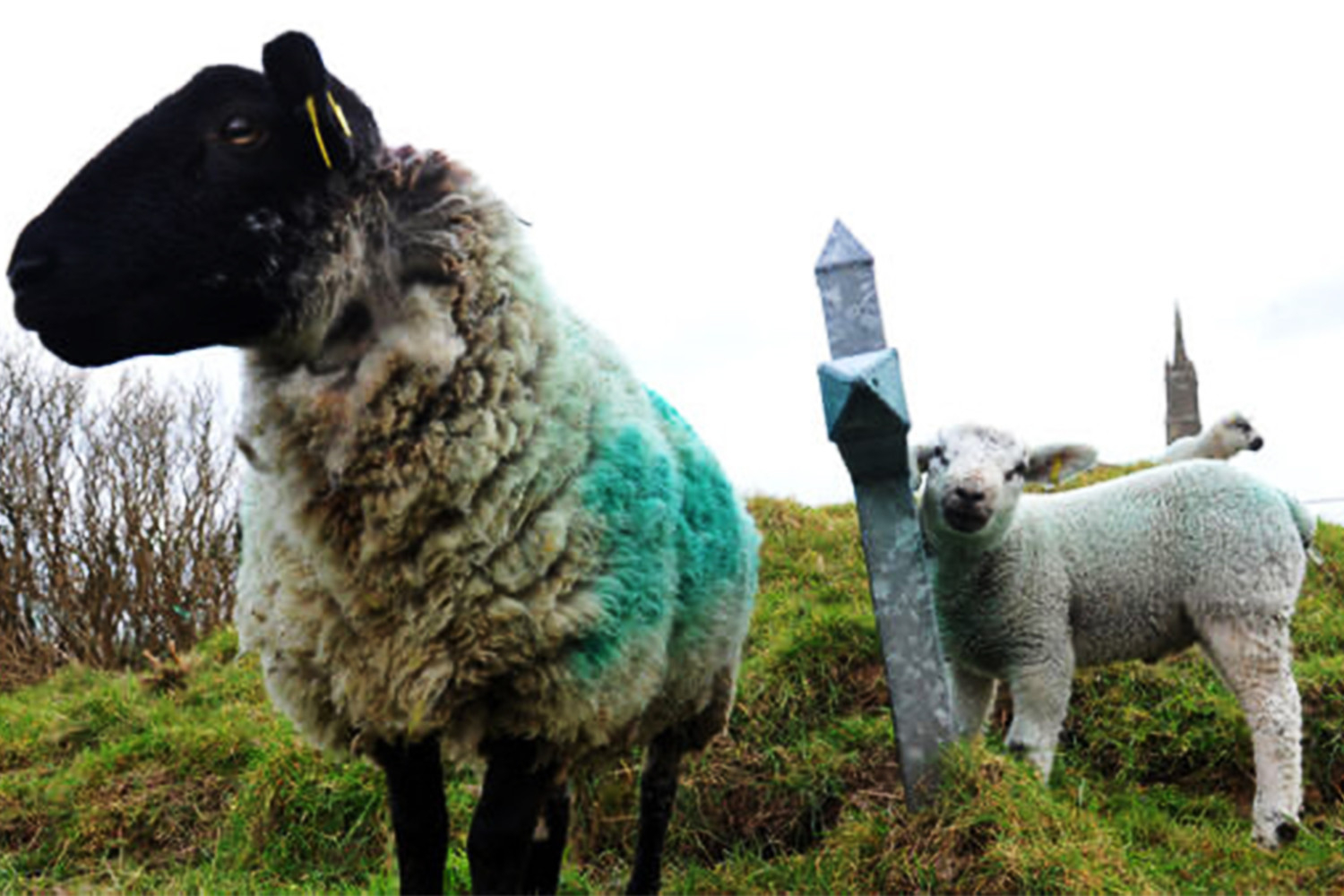 Историки в Ирландии "наняли" на работу стадо овец
