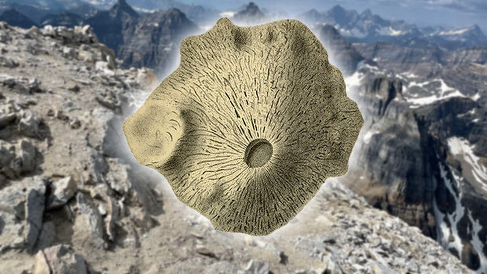 Древнейшим животным может оказаться губка, которой 890 млн лет