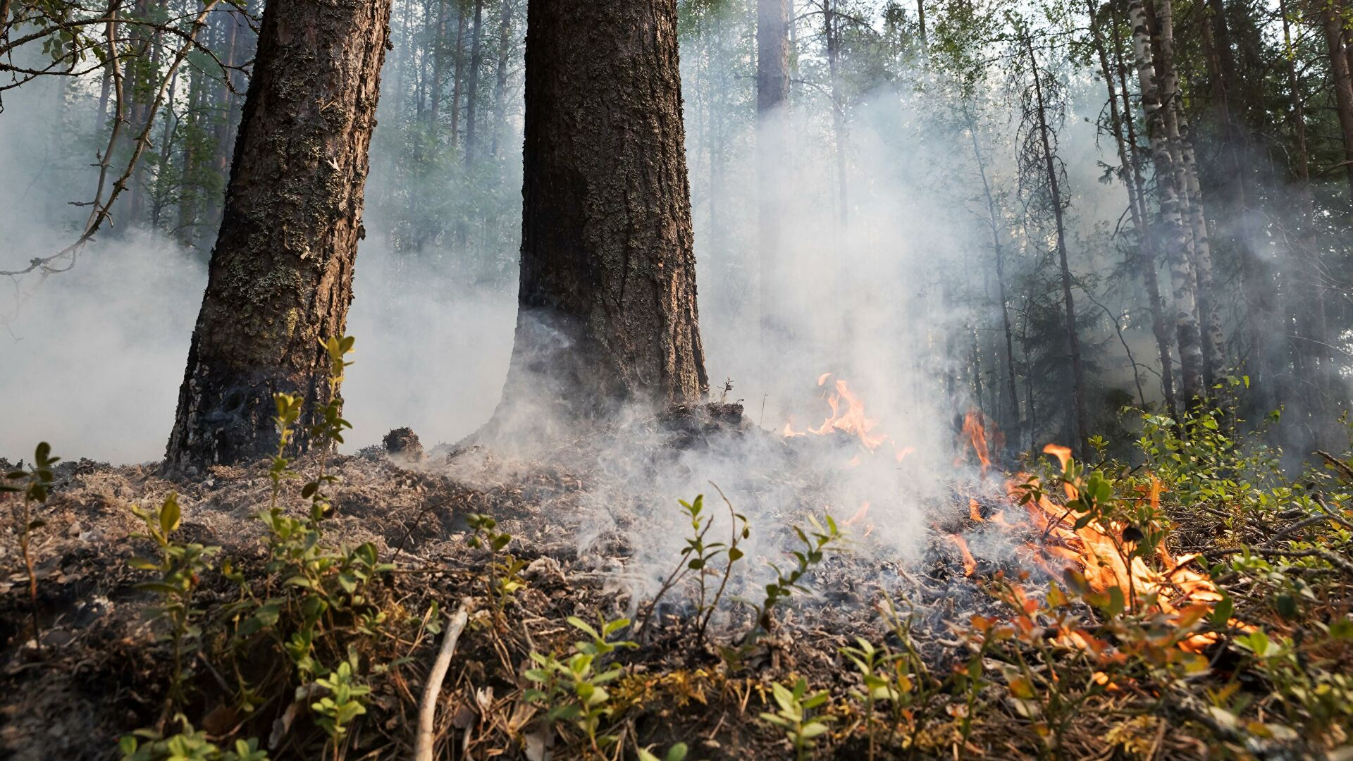 В Азербайджане вспыхнул лесной пожар