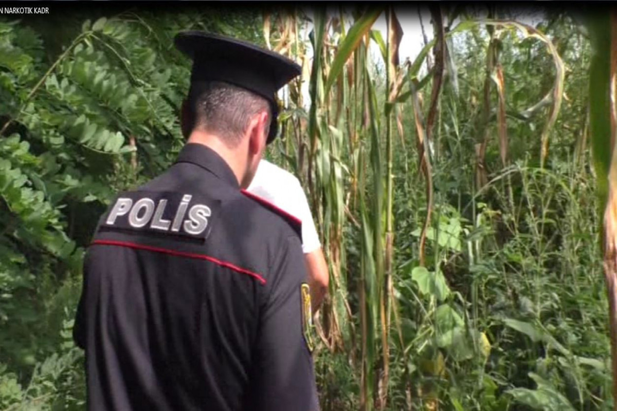 В Балакяне задержаны лица, выращивающие коноплю на чужом кукурузном поле - ФОТО