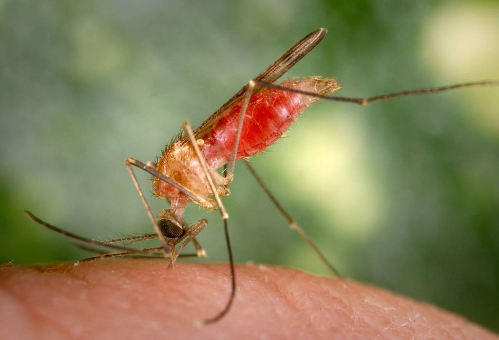 Какие болезни переносят комары?