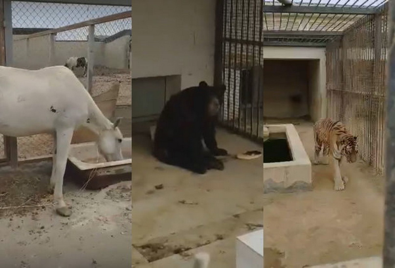Волнующие новости из Бакинского зоопарка: Работников увольняют, животных держат голодными - ВИДЕО