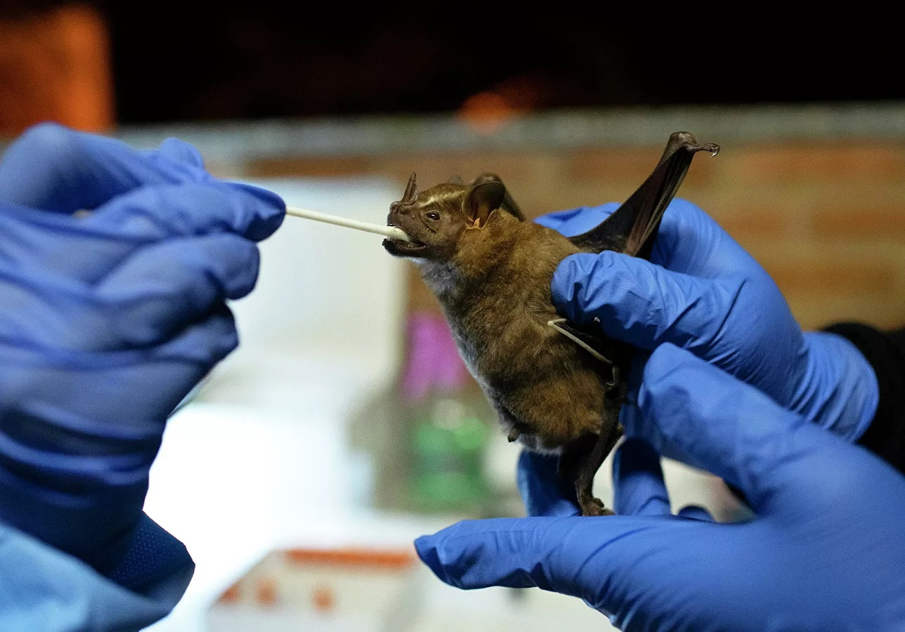 СМИ: Ученые в Ухане хотели заразить коронавирусом летучих мышей в 2018 году
