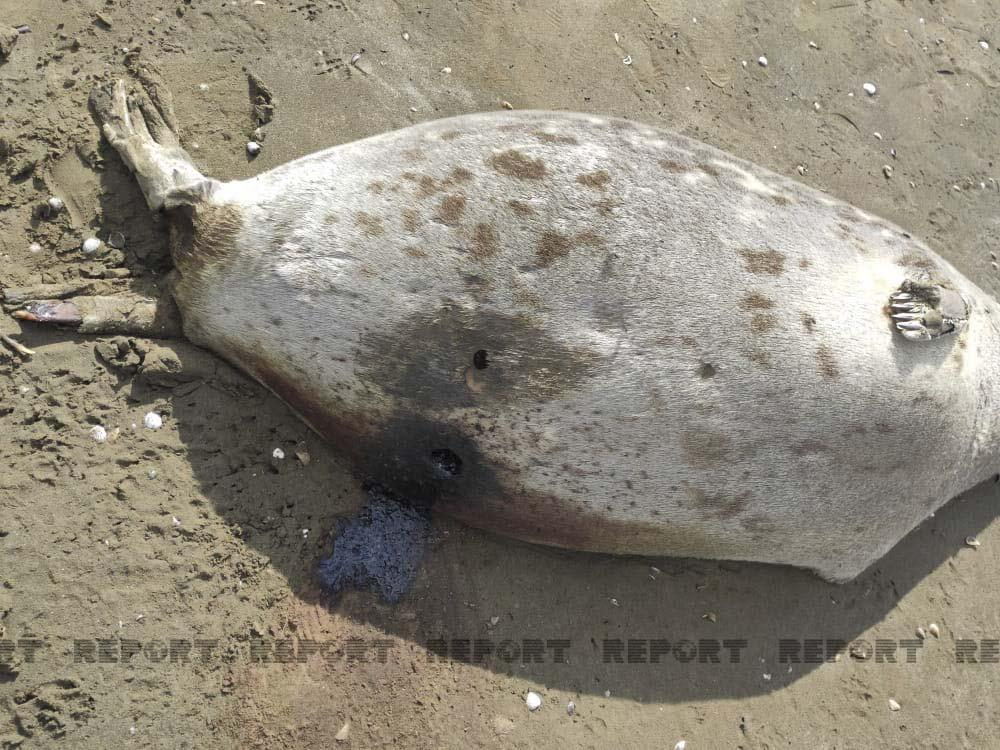 На побережье Каспия обнаружено 10 мертвых тюленей - ФОТО