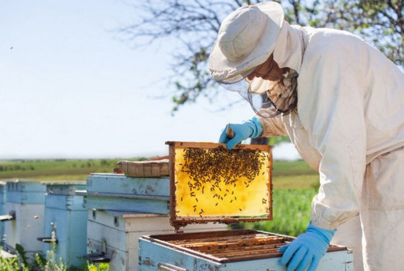 Пчеловоды не могут реализовать тонны продукции - ВИДЕО