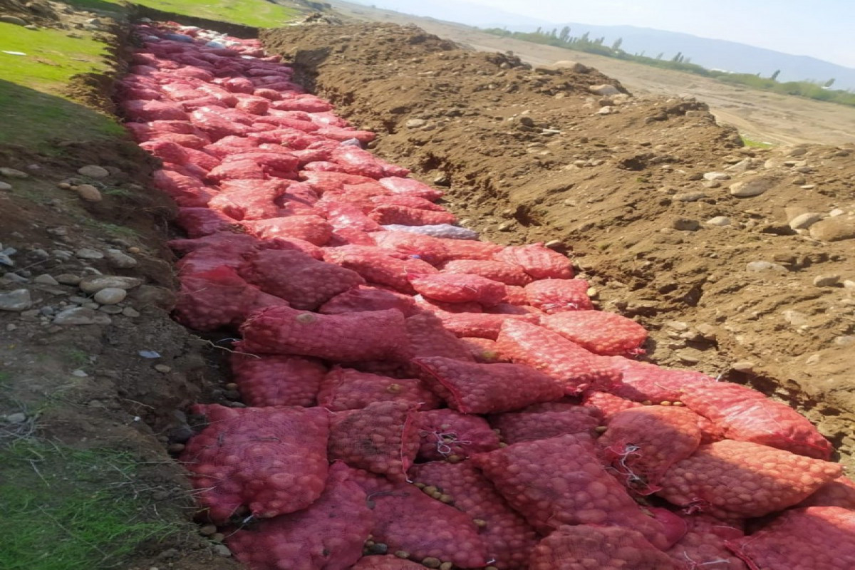 В 67 тоннах импортированного из России картофеля обнаружены вредители