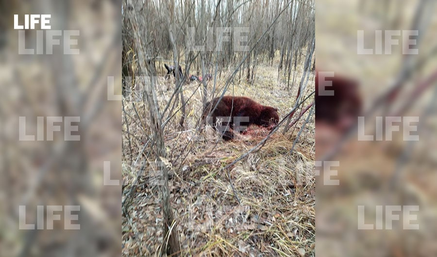 23-летний российский боксер убил напавшего на него и его друзей дикого медведя - ФОТО