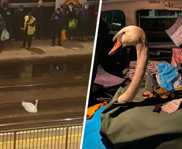 Лебедь на час остановил работу метро в Лондоне