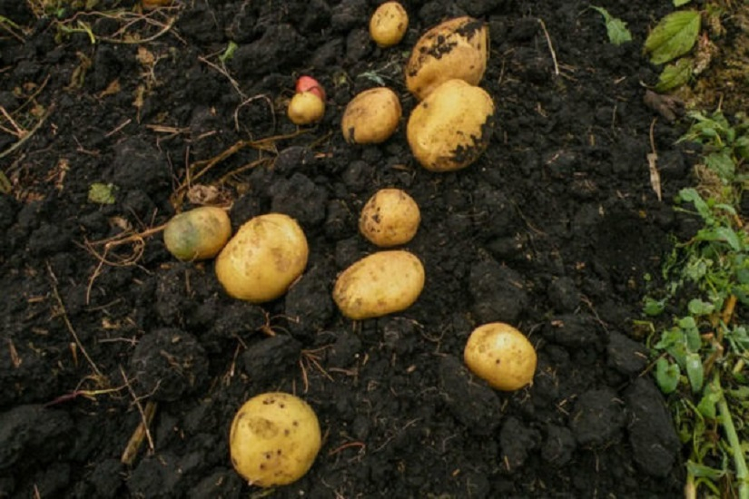 В Джалилабадском районе дожди нанесли серьезный ущерб посевам картофеля - ФОТО
