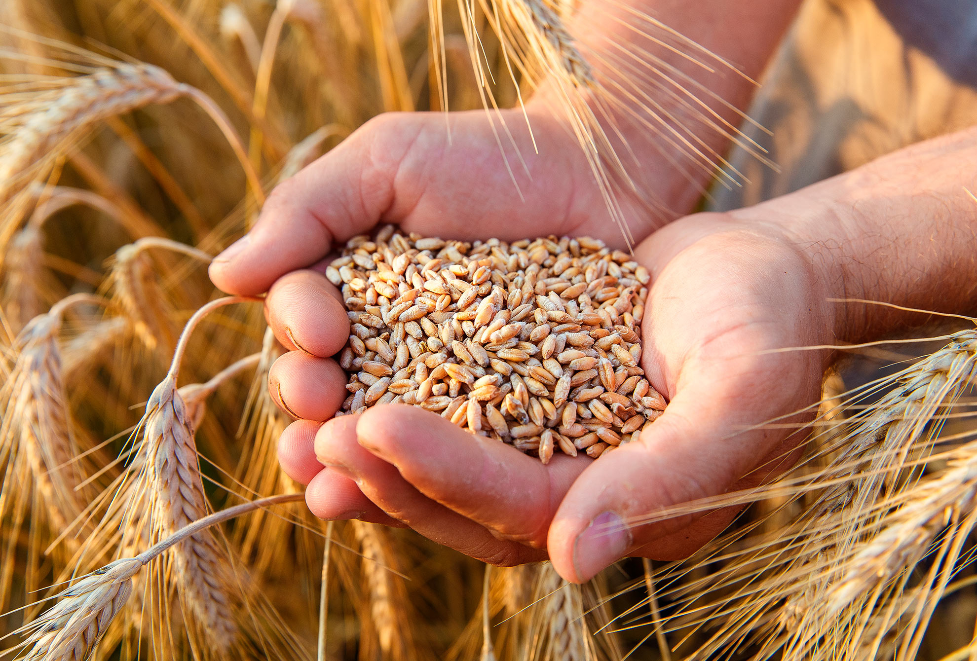 Индия готова заменить Россию и Украину в поставках пшеницы в Азербайджан