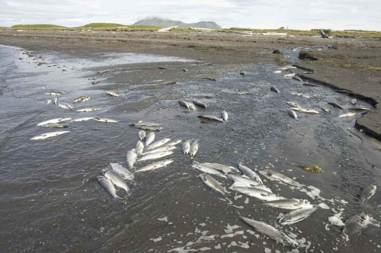 Экологи объяснили резкое снижение уровня Каспия и массовой гибели рыбы - ВИДЕО