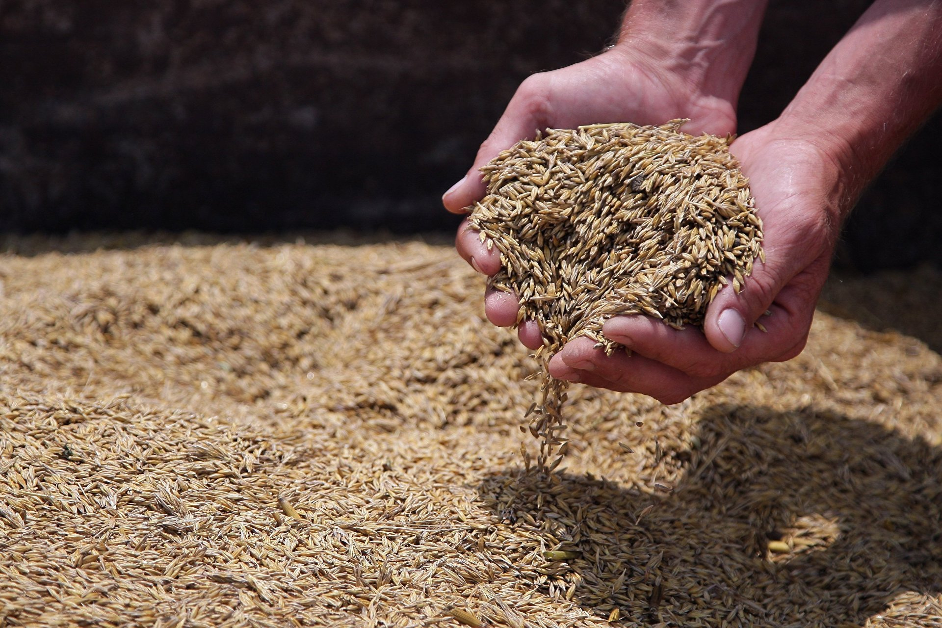 ООН: Запасов пшеницы на Земле осталось всего на 10 недель