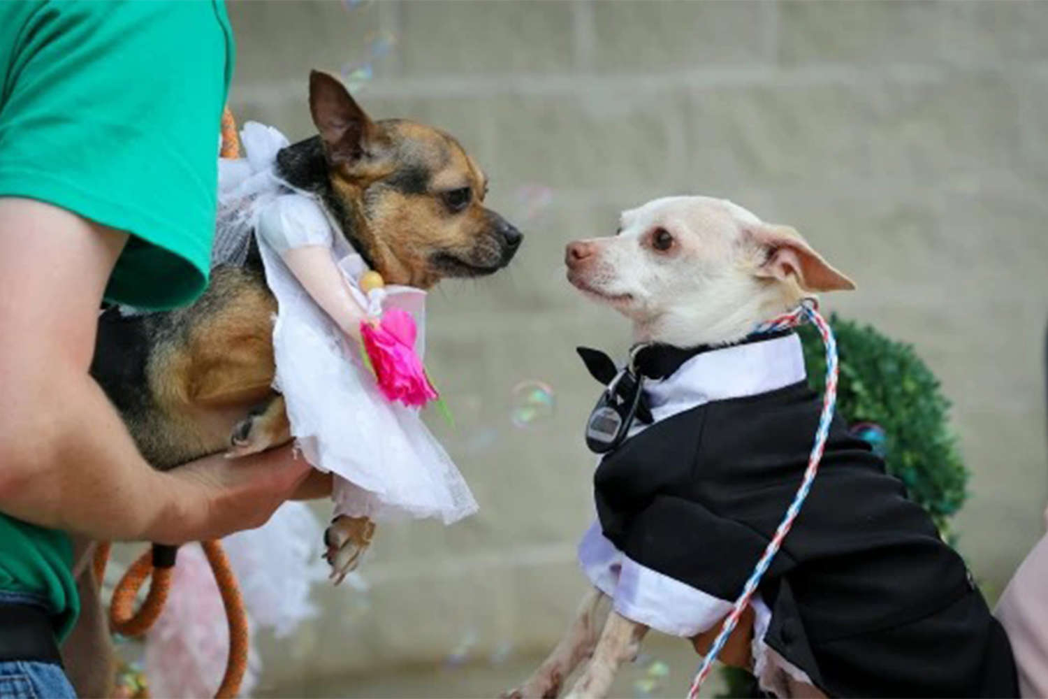 Неразлучные чихуахуа поженились в собачьем приюте