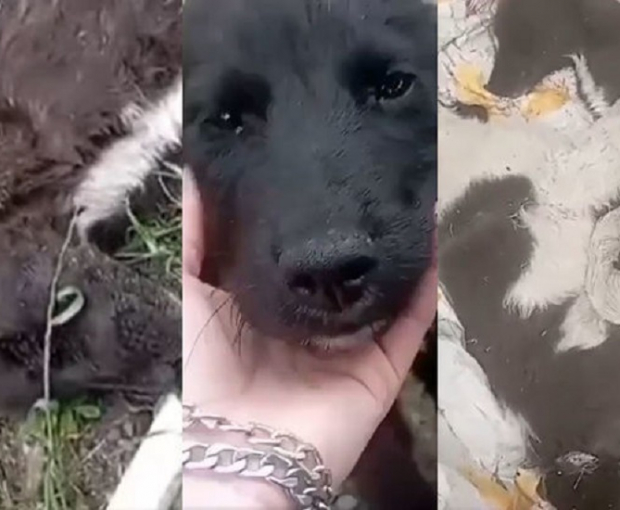 Массовый отстрел собак в Азербайджане - ВИДЕО