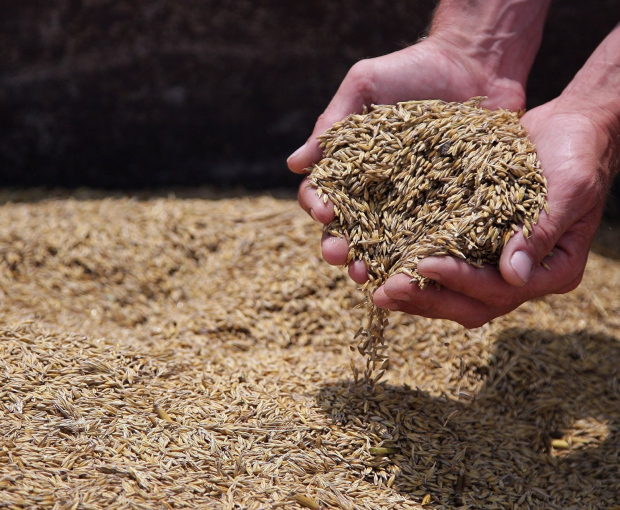 ООН: Запасов пшеницы на Земле осталось всего на 10 недель