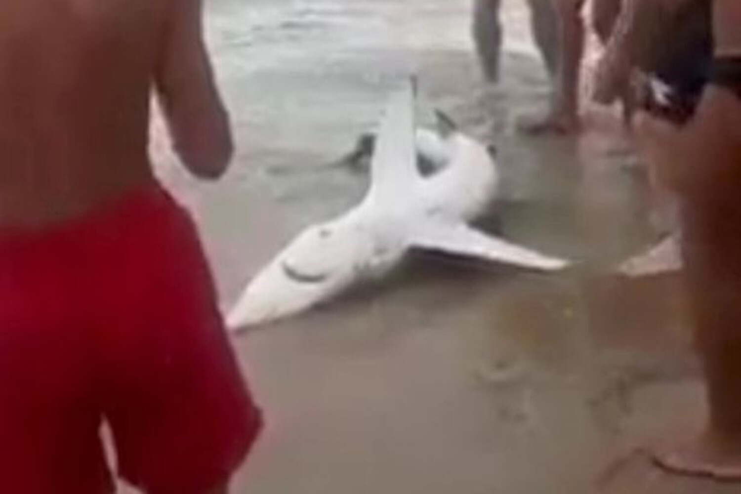 В Италии отдыхающие вытащили из воды акулу, чтобы сфотографироваться