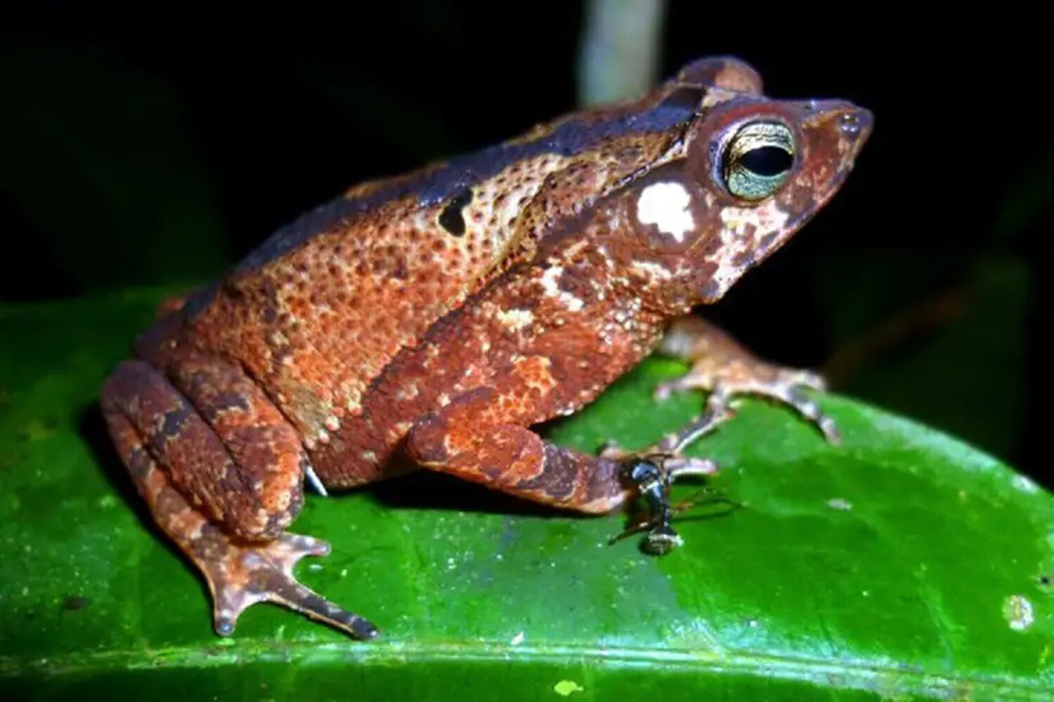 Ученые обнаружили ранее неизвестные науке виды жаб