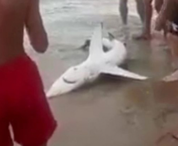 В Италии отдыхающие вытащили из воды акулу, чтобы сфотографироваться