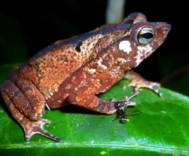 Ученые обнаружили ранее неизвестные науке виды жаб