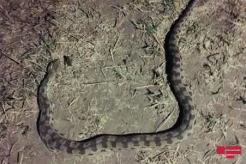 Село в Тертерском районе подверглось нашествию змей - ФОТО