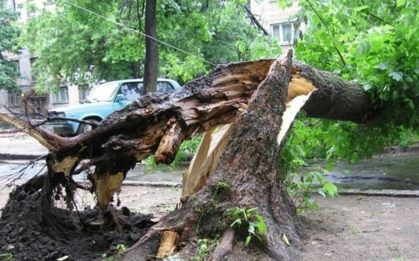 В Азербайджане на 3-летнего ребенка и 17-летнего парня упало дерево, оба погибли