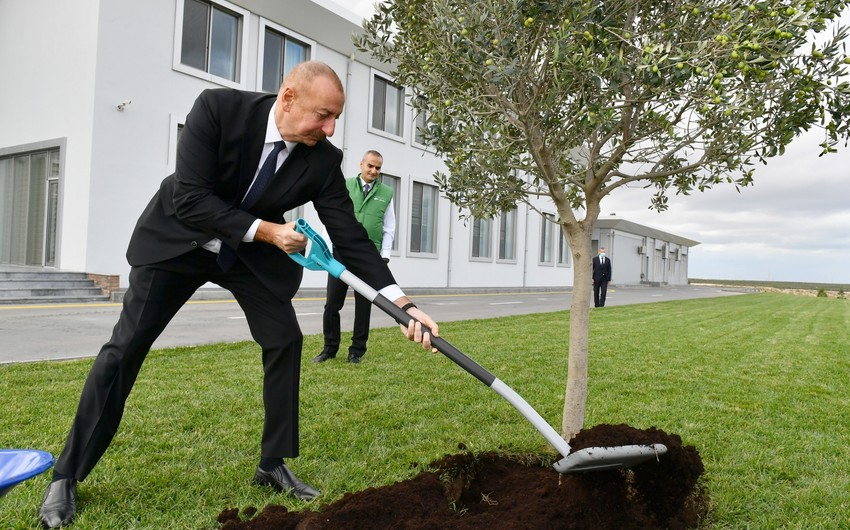 Президент Ильхам Алиев посадил оливковое дерево в Зиря