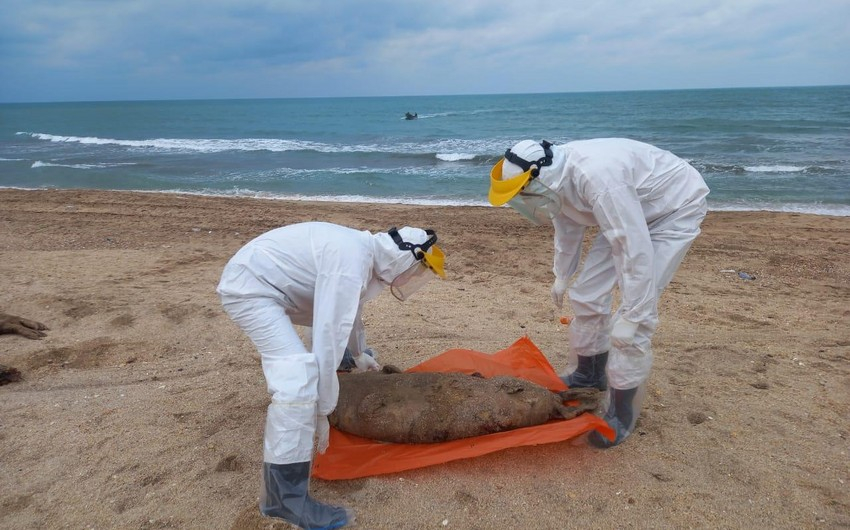 Взяты пробы с туш тюленей, найденных в азербайджанском секторе Каспийского моря - ФОТО