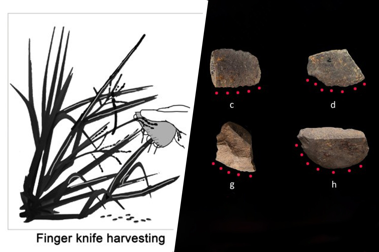 Археологи обнаружили древнейшие инструменты для сбора риса возрастом 10 тыс. лет