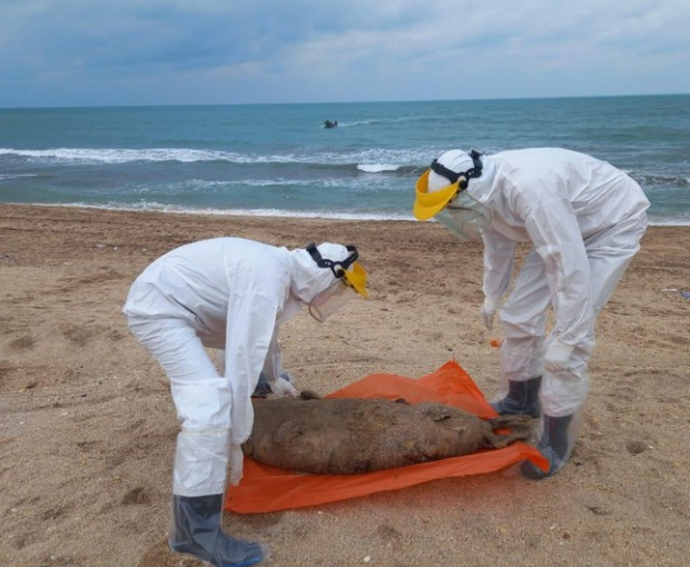 Азербайджанские специалисты взяли образцы туш выброшенных на берег тюленей - ФОТО