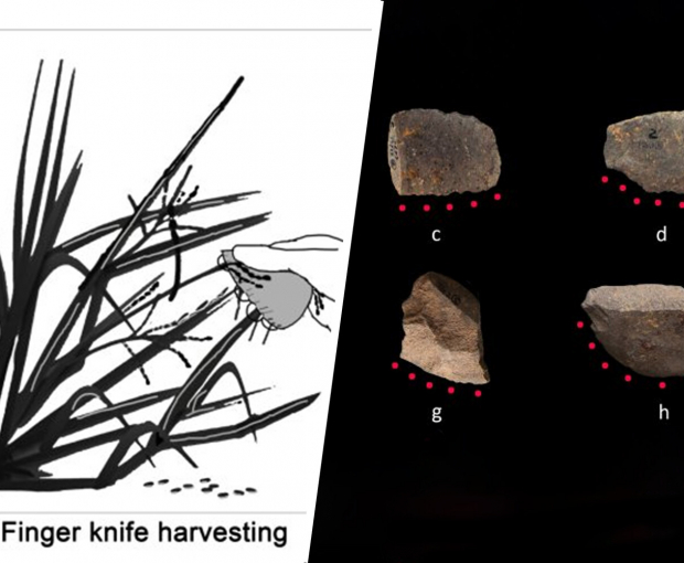 Археологи обнаружили древнейшие инструменты для сбора риса возрастом 10 тыс. лет