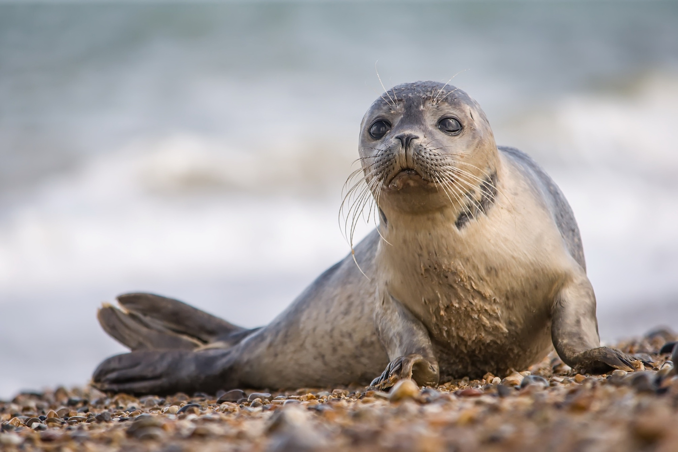 На берегу Каспия обнаружили свыше 50 мертвых тюленей - ВИДЕО