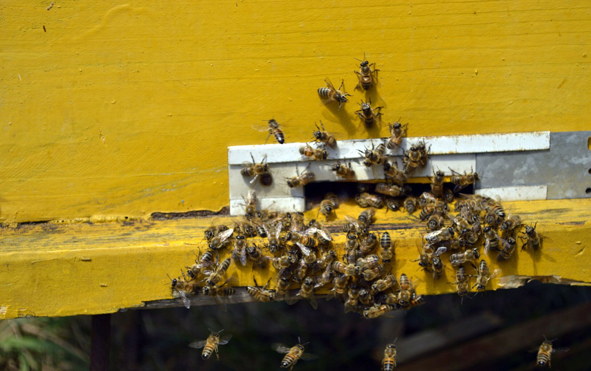В Азербайджане могут массово вымереть пчелы