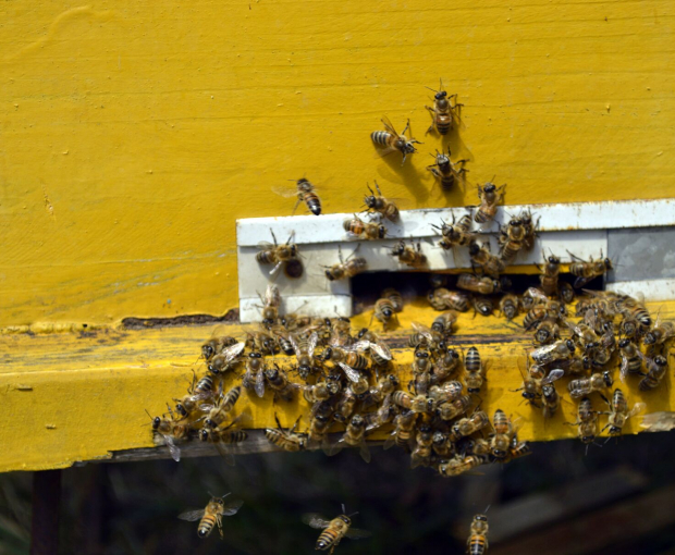 В Азербайджане могут массово вымереть пчелы