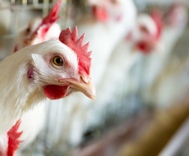 В ближайшее время в Азербайджане могут подорожать курятина и яйца - ВИДЕО