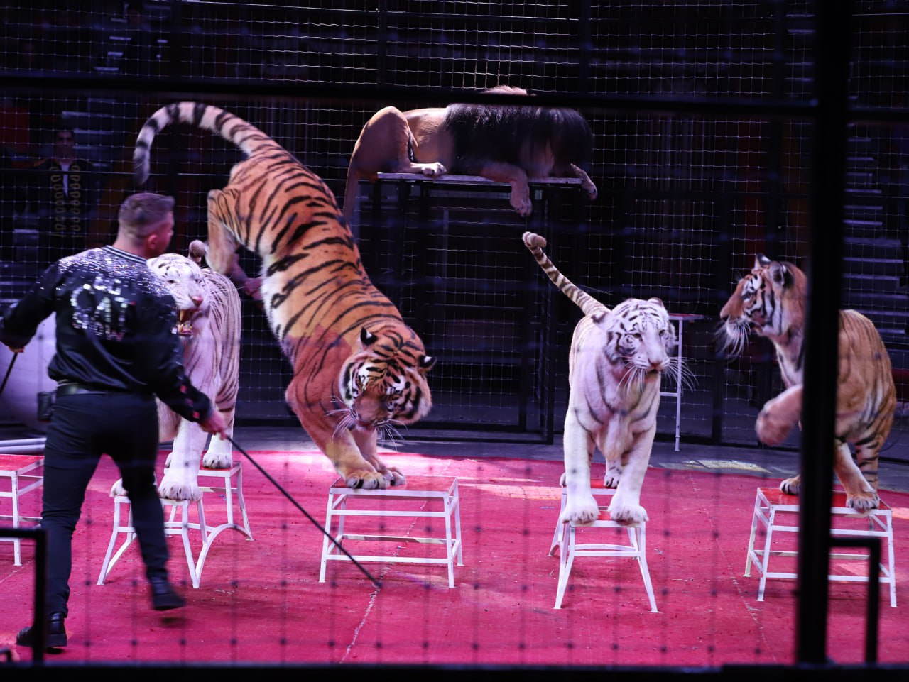 В Бакинском государственном цирке зрители испытали сильное потрясение - ВИДЕО