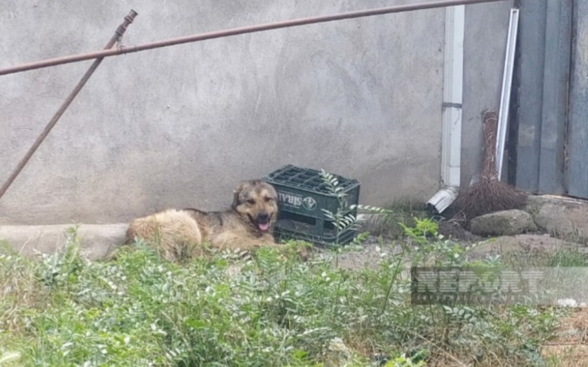 В Джалилабаде несовершеннолетняя скончалась после укуса бешеной собаки - ФОТО