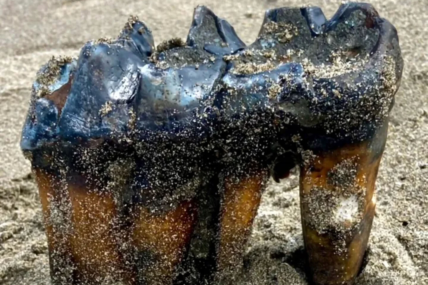 Американка нашла на пляже зуб древнего мастодонта возрастом около 1 млн лет