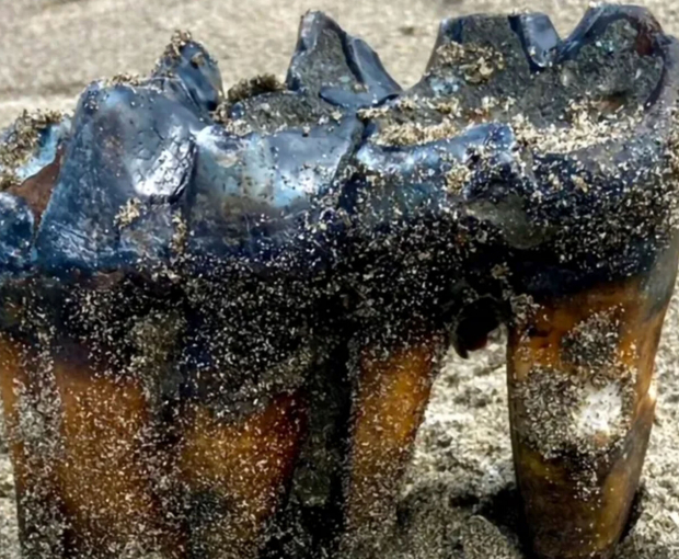 Американка нашла на пляже зуб древнего мастодонта возрастом около 1 млн лет