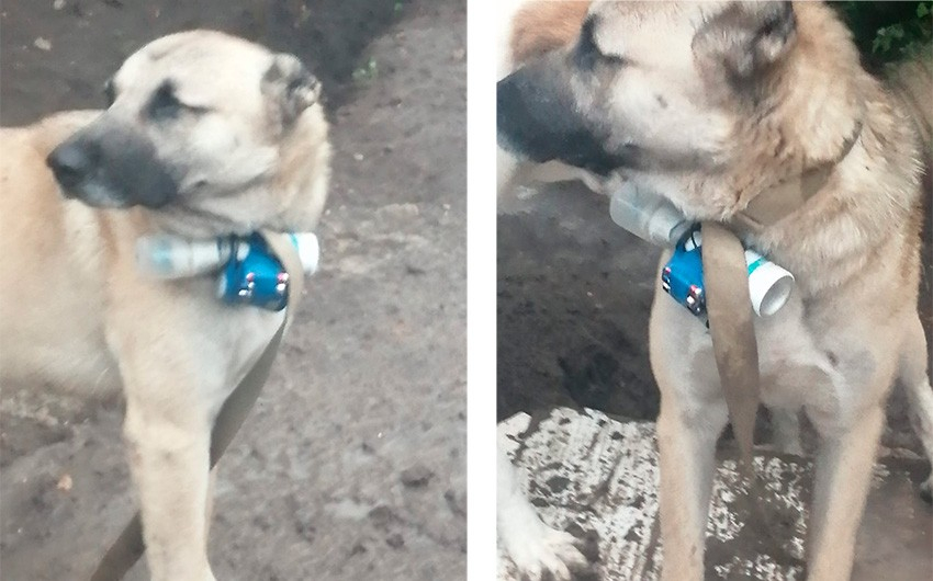 Всемирное общество защиты животных осудило использование Арменией собак для совершения теракта