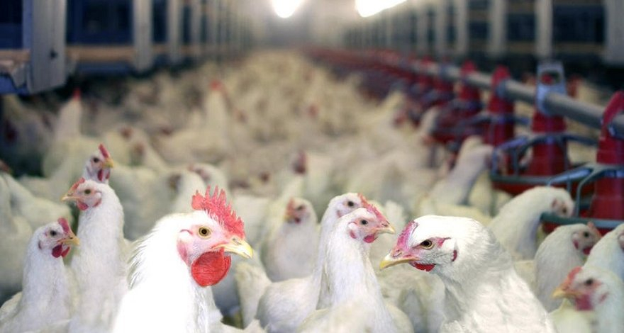 Ограничен ввоз мяса птицы в Азербайджан из трех штатов США