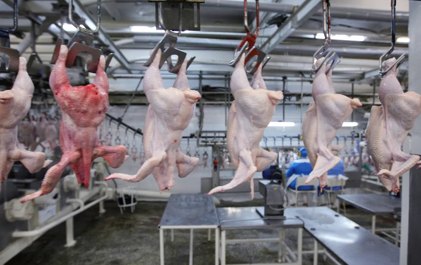 Введены ограничения на ввоз в Азербайджан мяса птицы из США и Венгрии