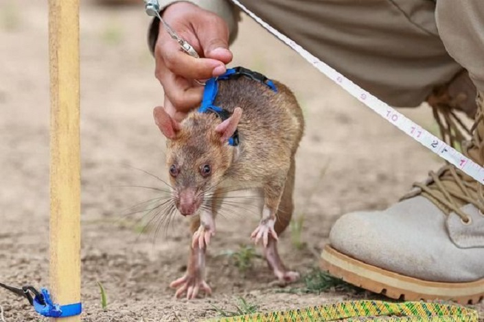 В Азербайджане в процессе разминирования задействованы крысы