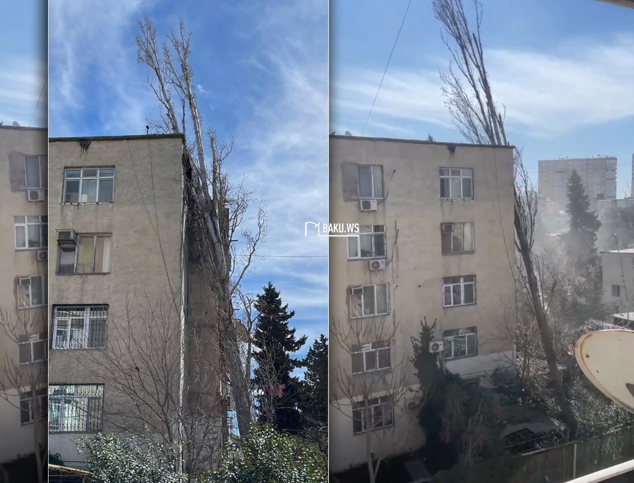 Рухнувшее на здание в Баку дерево уже более 3 месяцев создает опасность - ВИДЕО