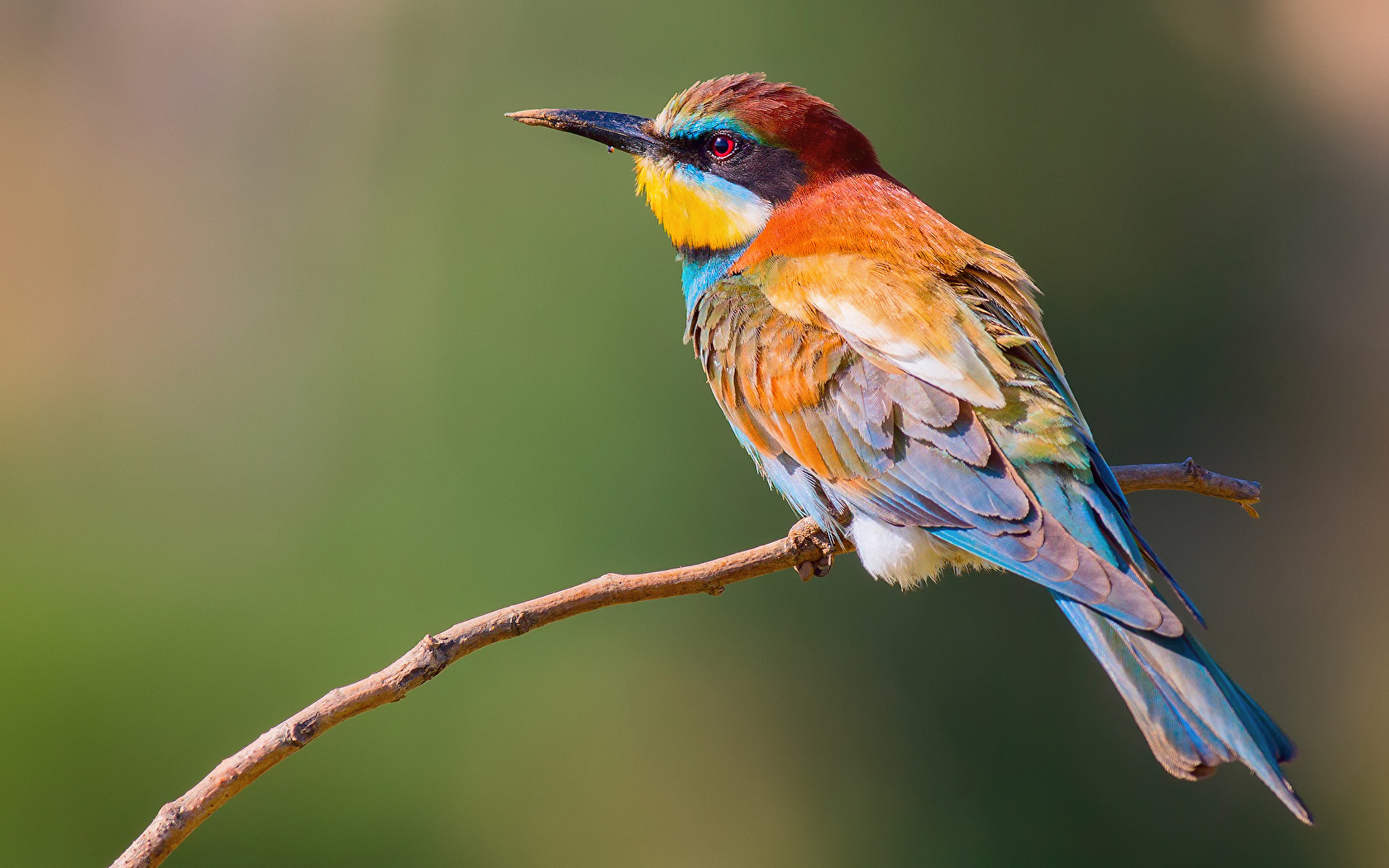 Ученые выяснили, что птицы кодируют в памяти места хранения еды