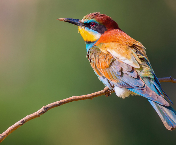 Ученые выяснили, что птицы кодируют в памяти места хранения еды